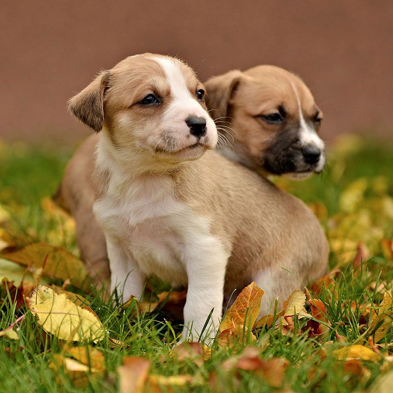 Puppy Class: cuccioli crescono
