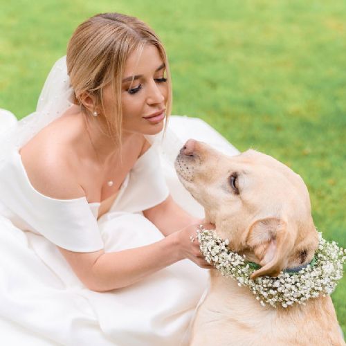 Wedding Dog Sitting