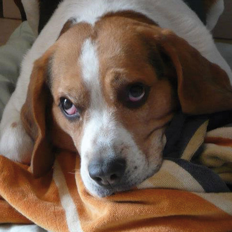 Socializzazione cani Saronno