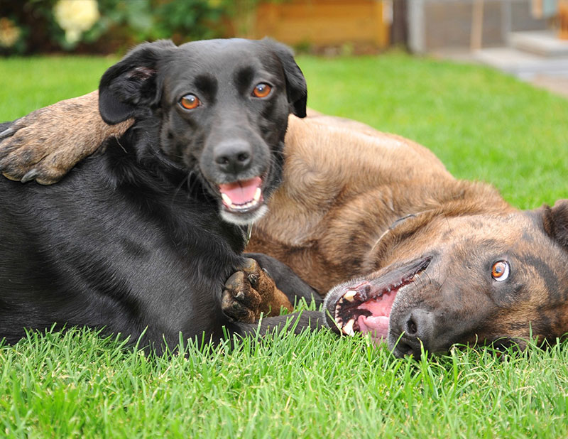 classi socializzazione cani adulti